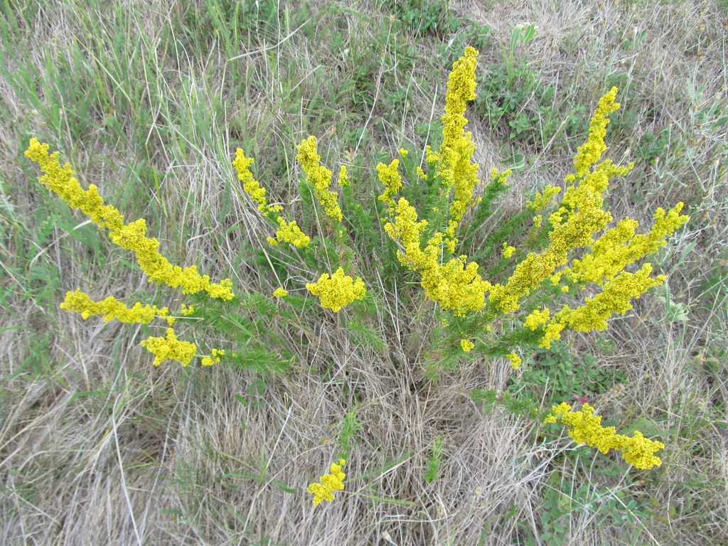 Galium verum