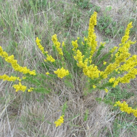 Galium verum