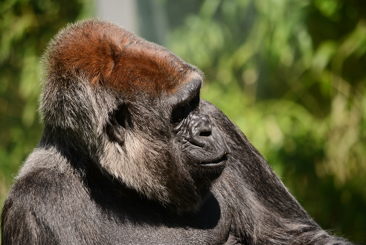 Western Lowland Gorilla