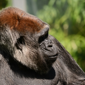 Western Lowland Gorilla