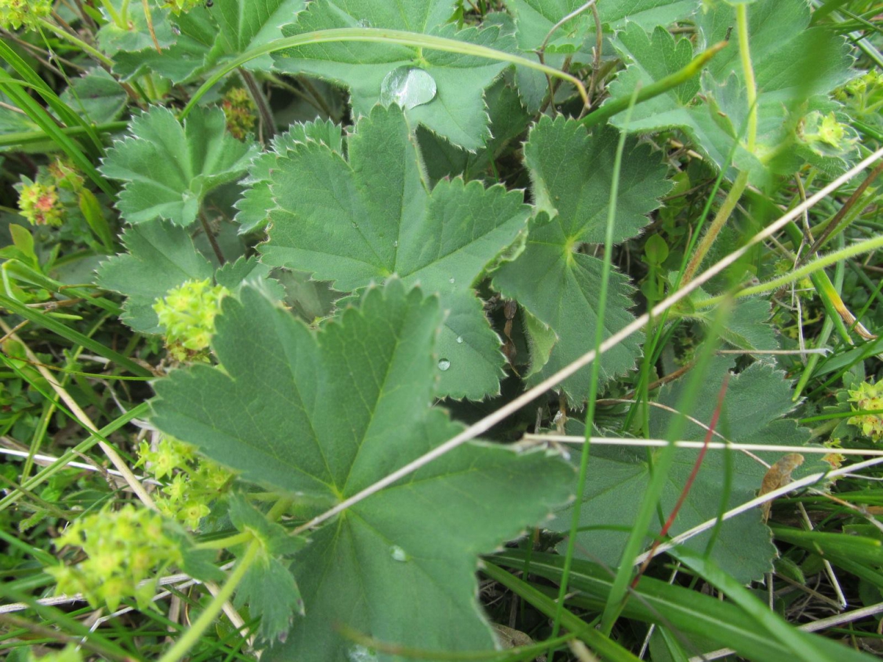 Alchemilla vulgaris