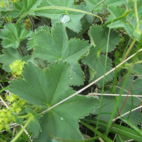 Alchemilla vulgaris