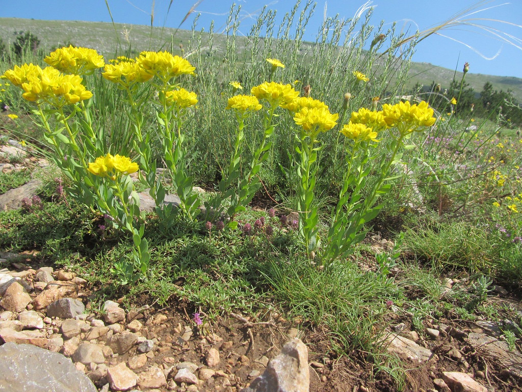 Наplophyllum suaveolens