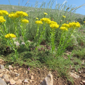 Наplophyllum suaveolens