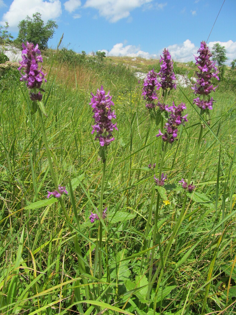 Stachys officinalis