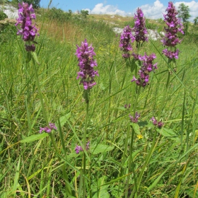 Stachys officinalis