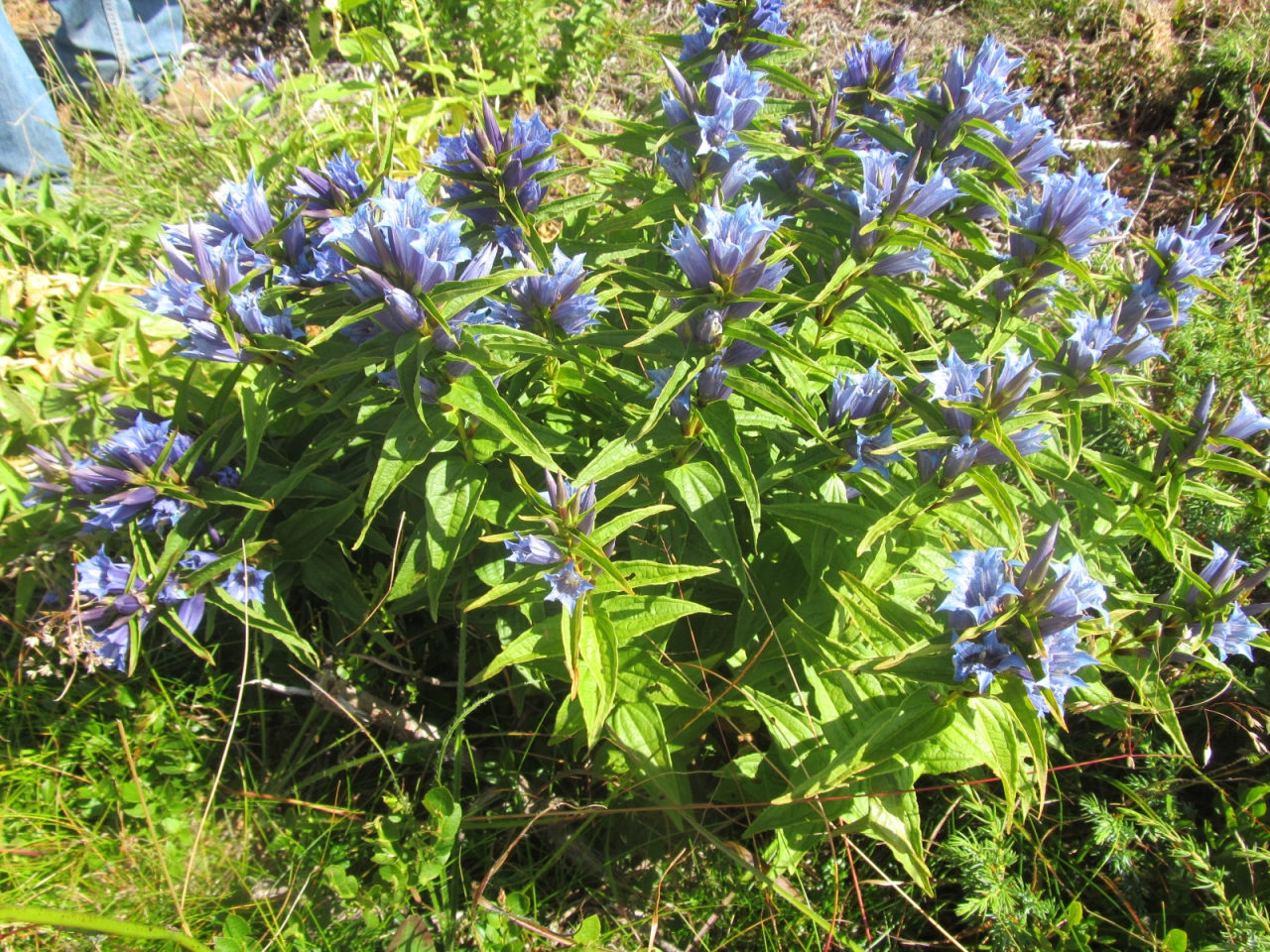 Gentiana asclepiadea