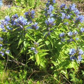 Gentiana asclepiadea