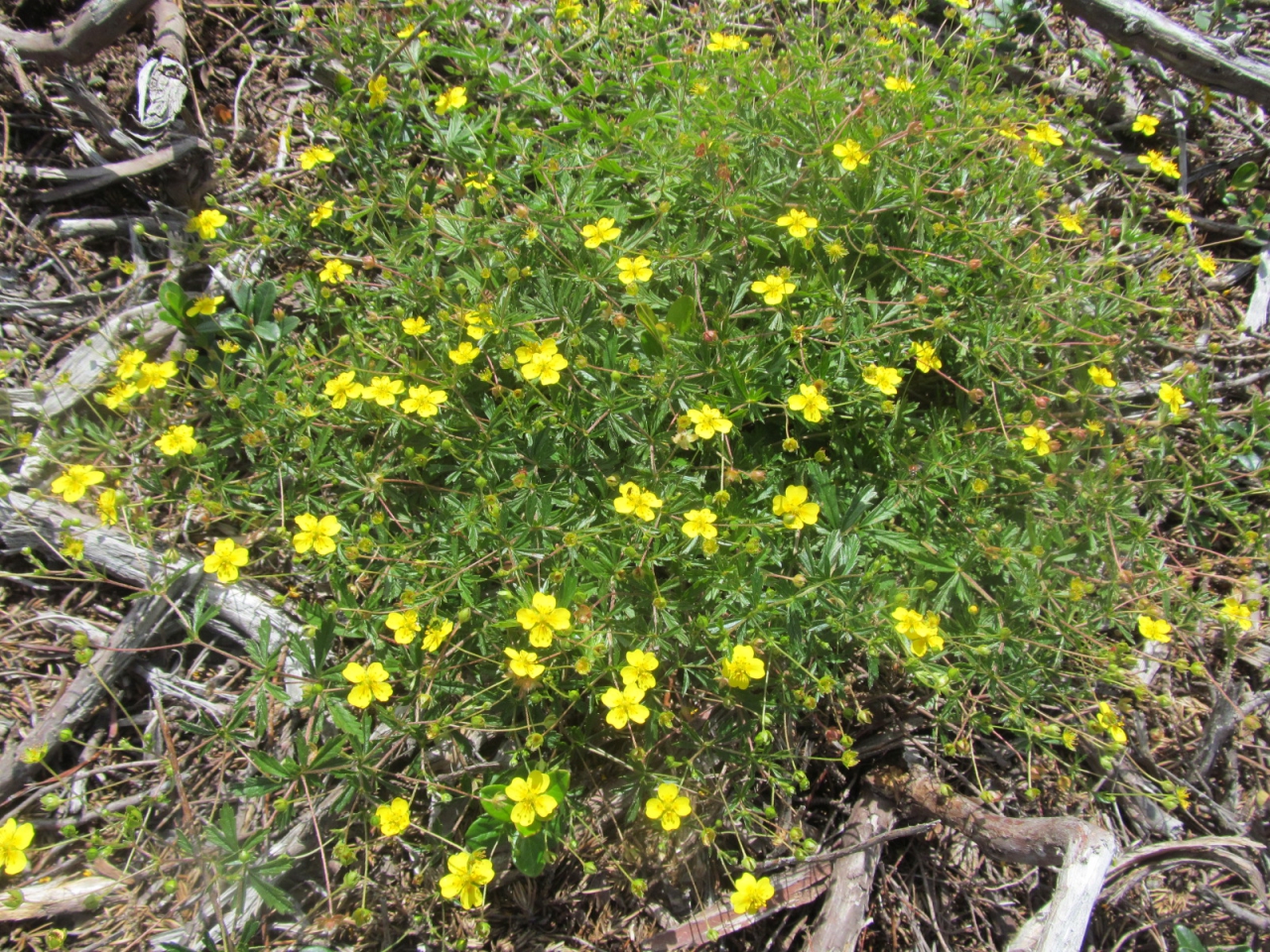 Potentilla erecta