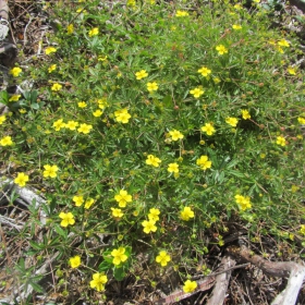 Potentilla erecta
