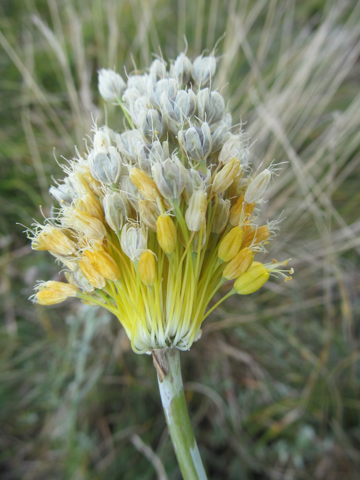 Allium flavum