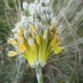 Allium flavum