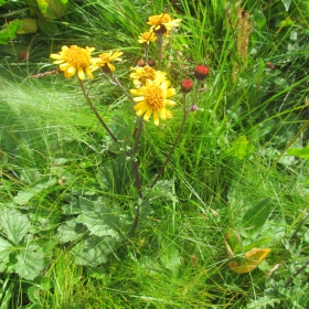 Senecio pancicii