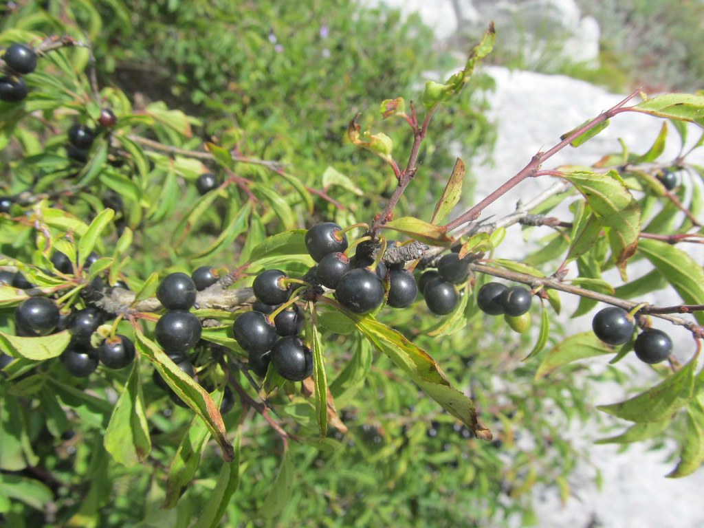 Rhamnus saxatilis