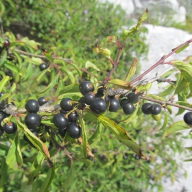 Rhamnus saxatilis