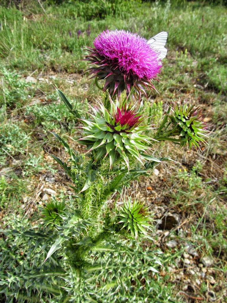 Carduus nutans