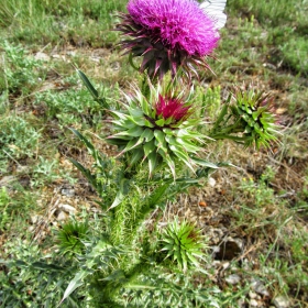 Carduus nutans