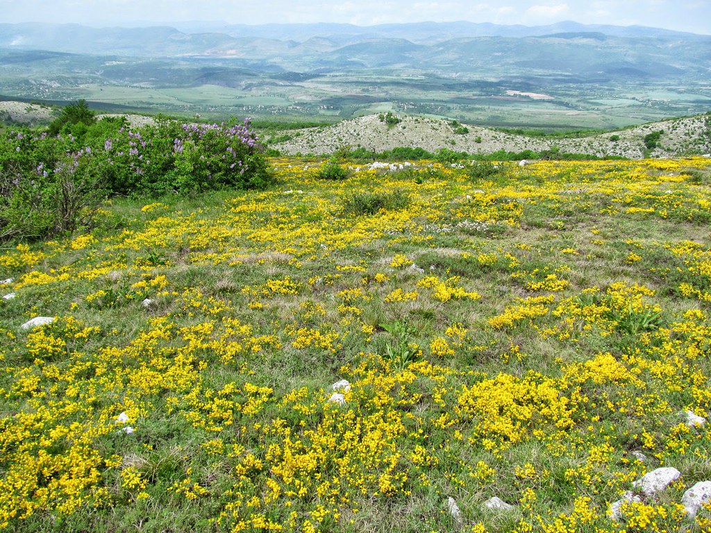 Genista pilosa