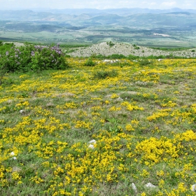 Genista pilosa