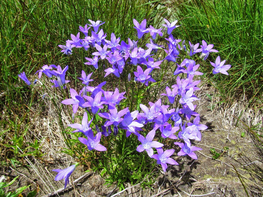 Campanula patula