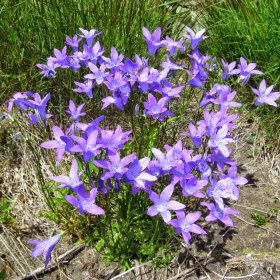 Campanula patula