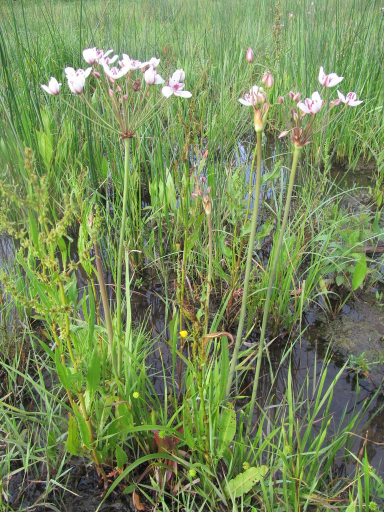 Butomus umbellatus