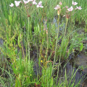 Butomus umbellatus