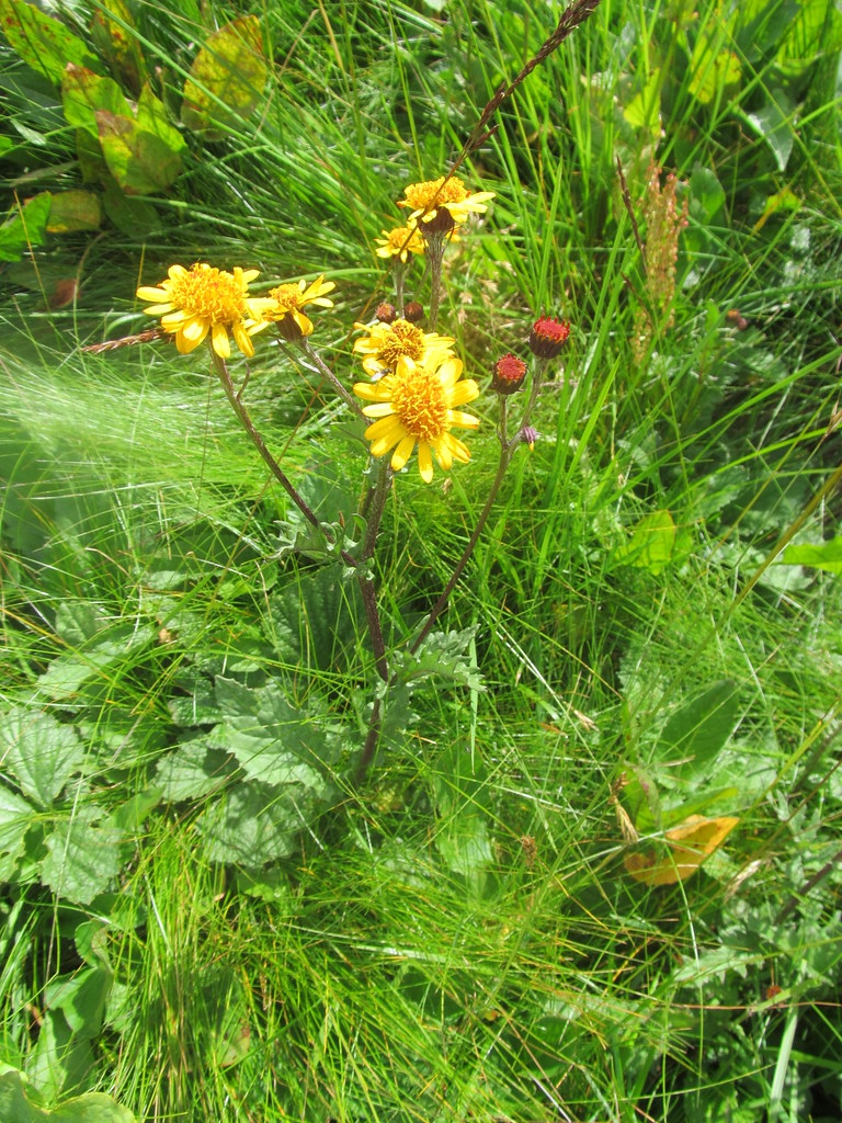 Senecio pancicii