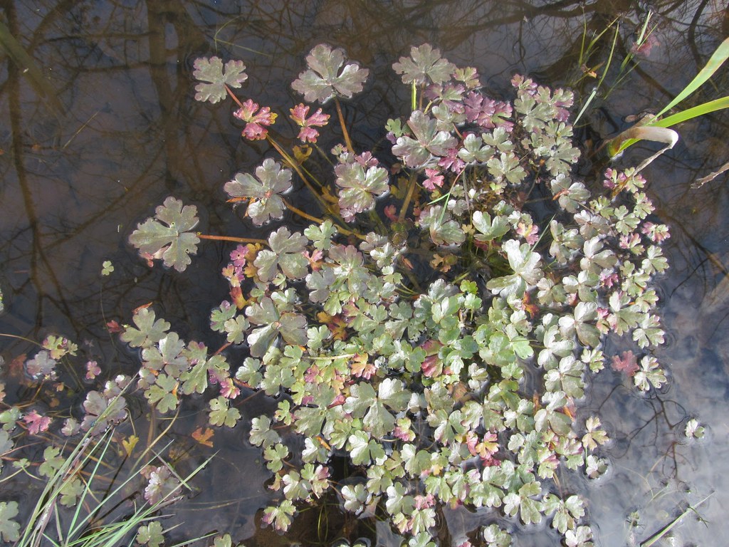 Ranunculus sceleratus