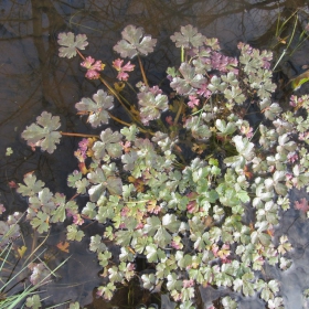 Ranunculus sceleratus