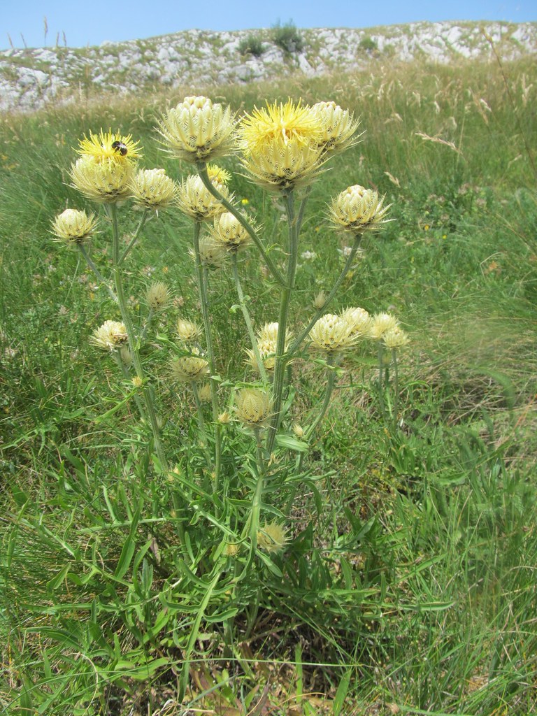 Centaurea chrysolepis