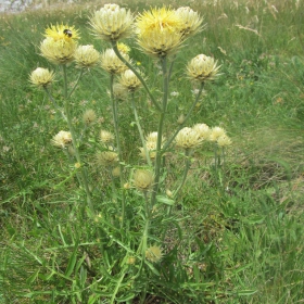 Centaurea chrysolepis