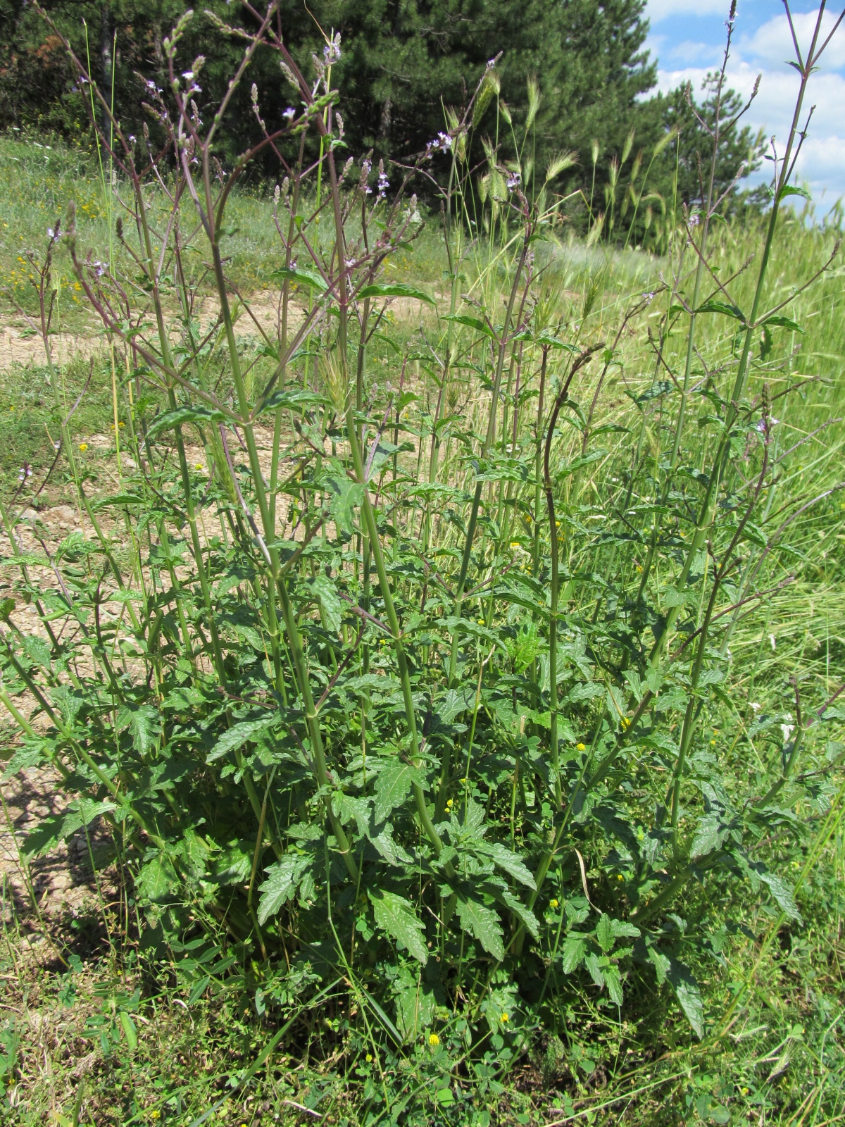 Verbena officinalis