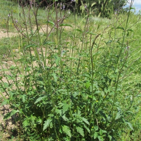 Verbena officinalis