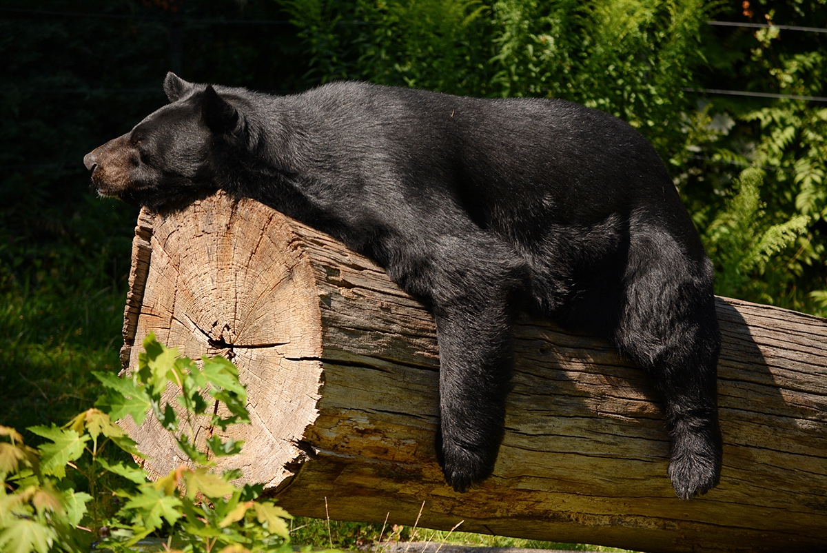 Дрямка......Asian Black Bear