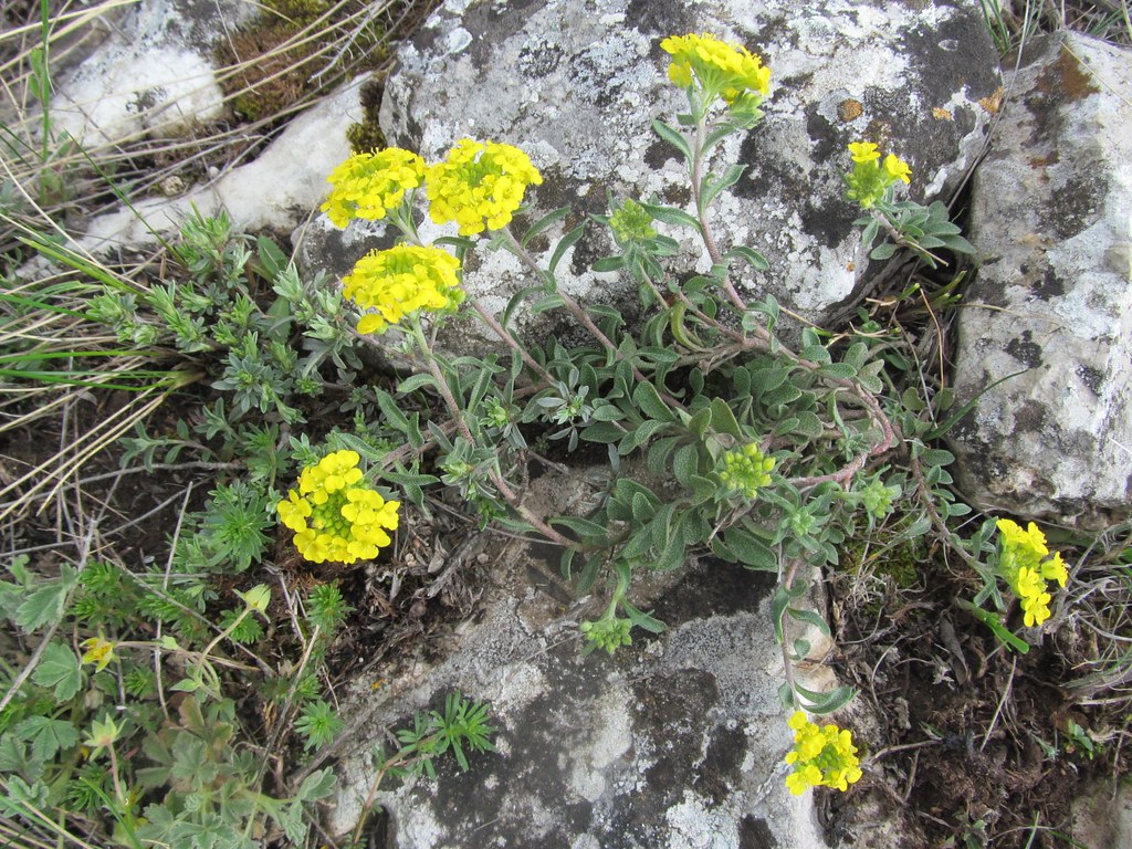 Alyssum alyssoides