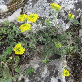 Alyssum alyssoides