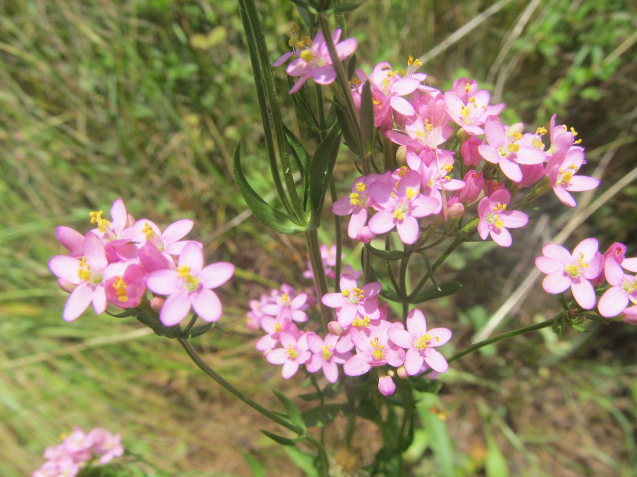 Centaurium erythraea