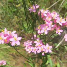 Centaurium erythraea