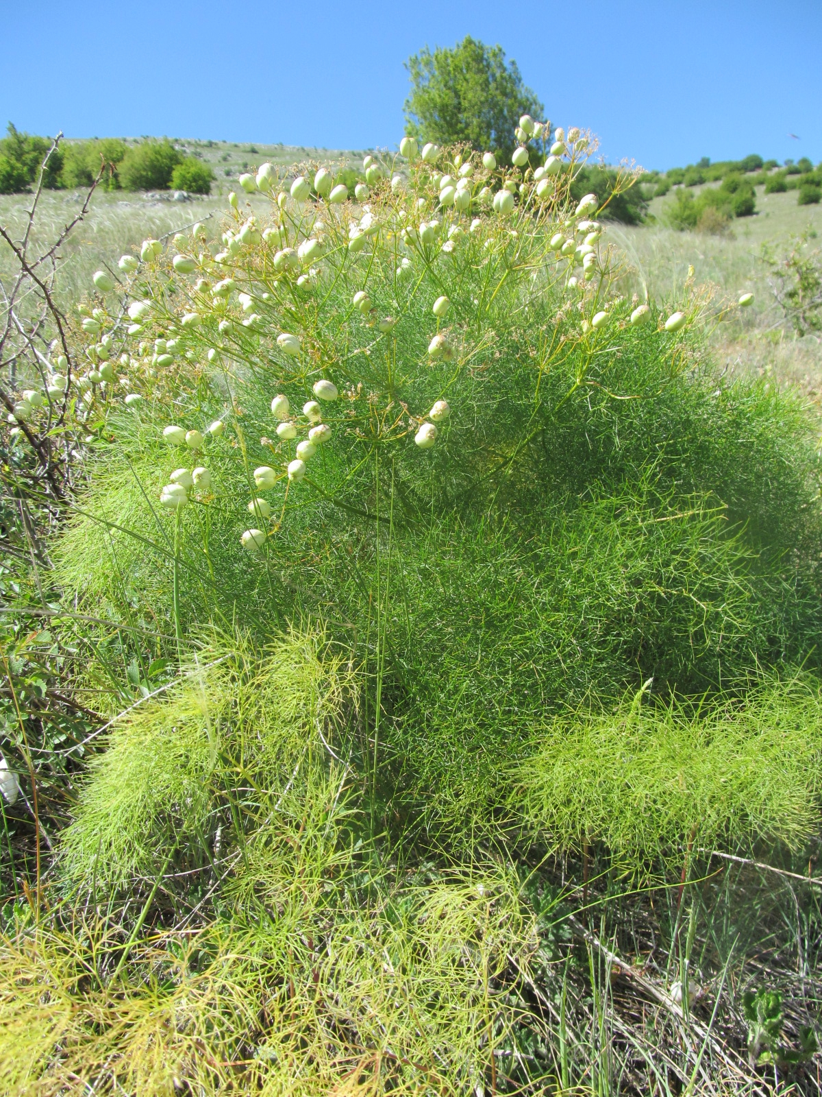 Cachrys alpina