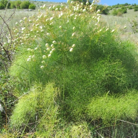 Cachrys alpina