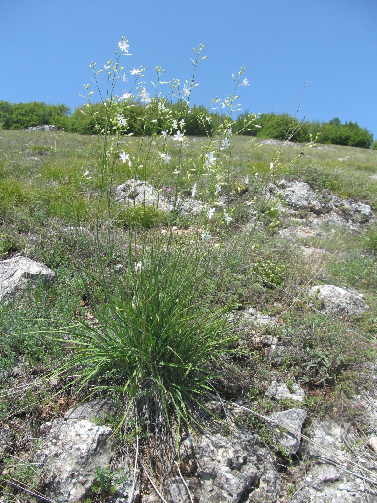 Anthericum ramosum