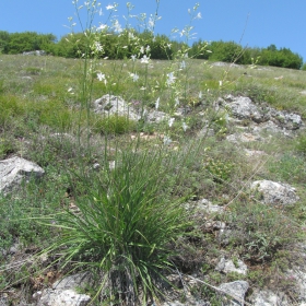 Anthericum ramosum