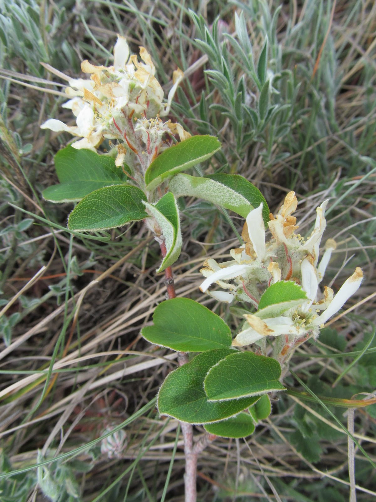 Amelancher ovalis
