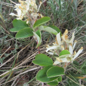 Amelancher ovalis