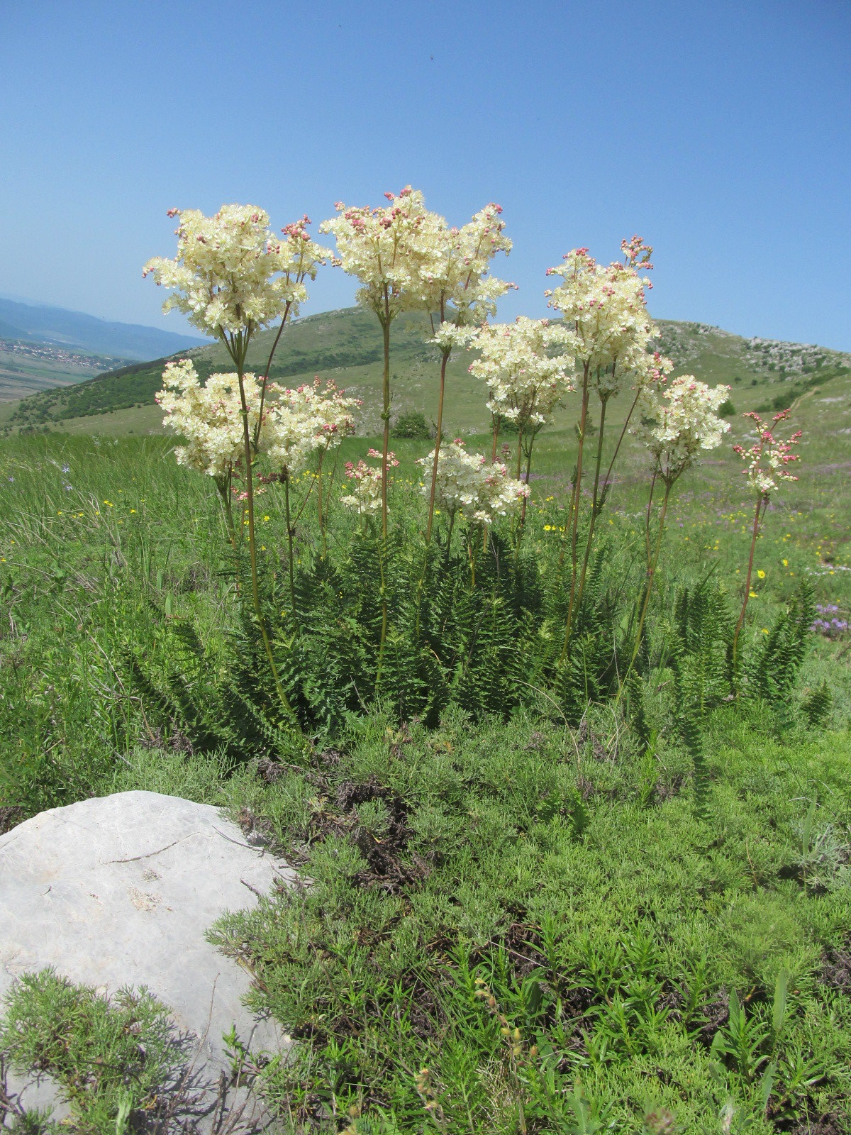 Filipendula hexapetala