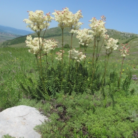 Filipendula hexapetala