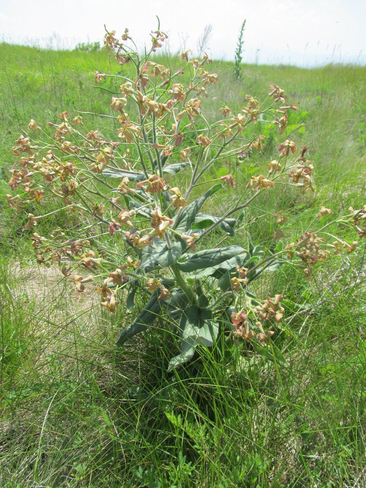 Hesperis tristis