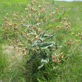 Hesperis tristis