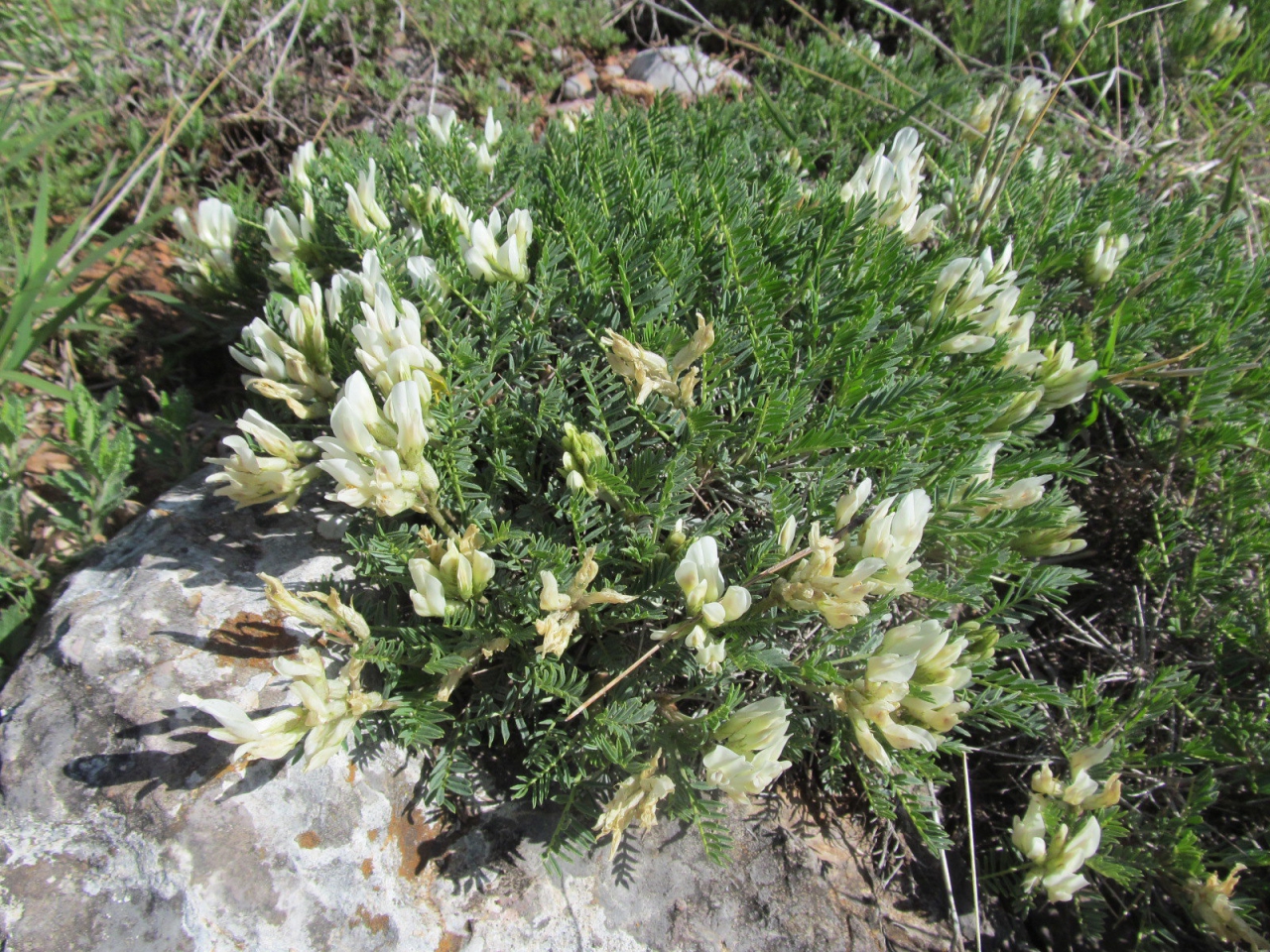 Astragalus angustifolius